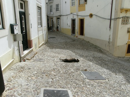 coimbra2.jpeg
